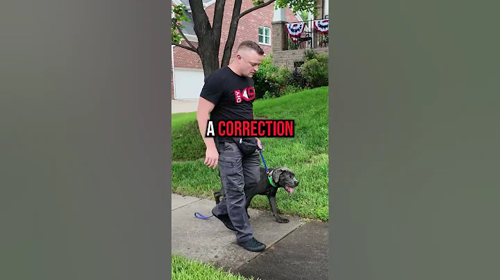 How to Fix Leash Pulling in 3 Simple Steps!