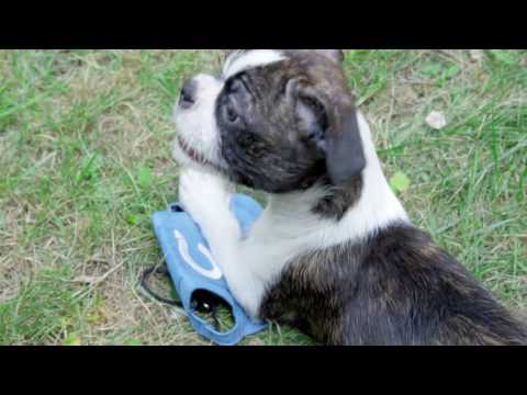 Video: DIY Doggy kissing kabīne