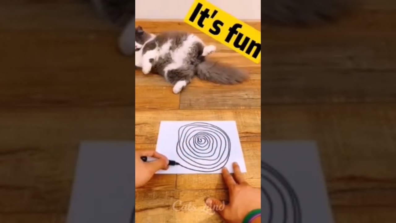 Hypnotized cat😂😂😻