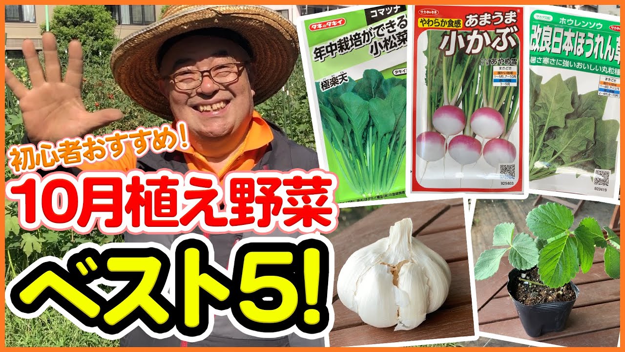 10月植え野菜ランキングトップ５ 初心者おすすめ野菜を菜園アドバイザーが教えます シェア畑 家庭菜園 Youtube