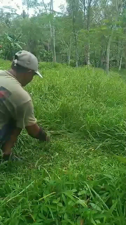 Ngarit Setelah Liburan Lumayan Bagus Rumputnya Bos