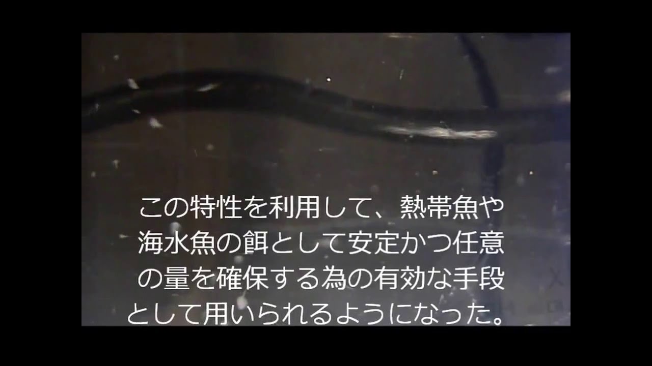 シーモンキー ブラインシュリンプ Youtube