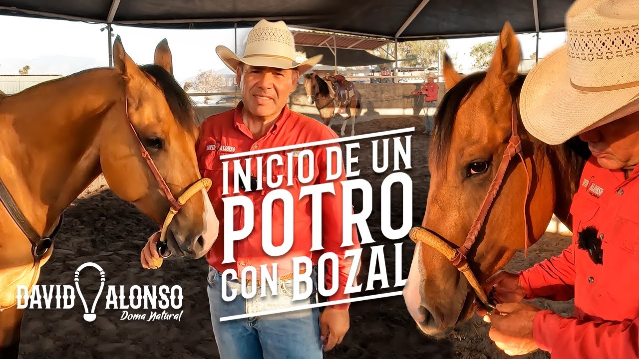Inicio de un Potro, con Bozal