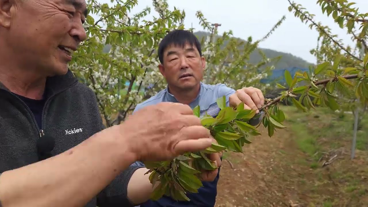 체리 만금농원 진도 시범포