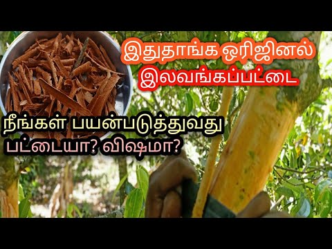 How to make home made karuva pattai / மரத்திலிருந்து இலவங்கப்பட்டை எடுப்பது எப்படி/