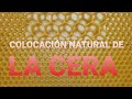 COLOCACIÓN NATURAL DE LA CERA  ¿FUNCIONA?