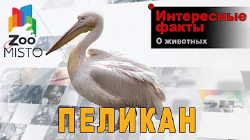 Пеликаны - Интересные факты о роде птиц | Вид птицы пеликаны