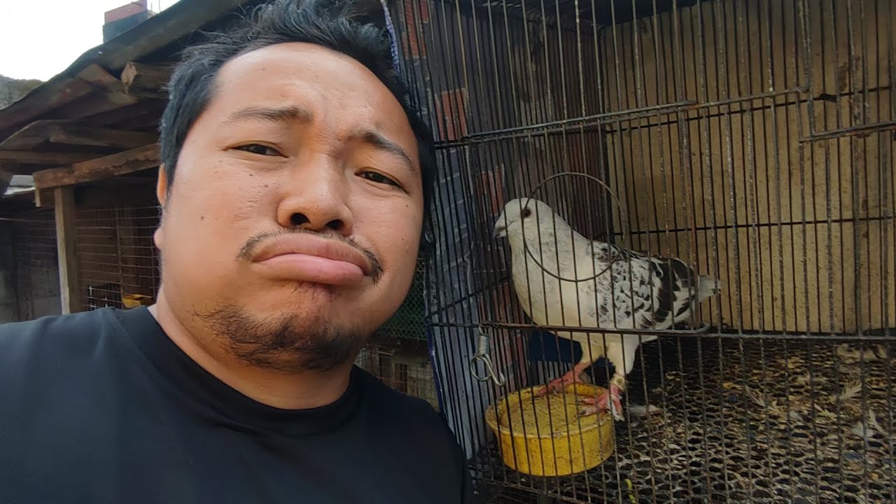 ICE RACING PIGEON NA SI COOLER - YouTube