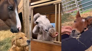 Funny and Cute Horse Videos pt 7