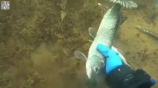 Электроудочка, последствия. Electric Fishing(____ Почему ножи не дарят? http://fas.st/BE8Xiz ____ Вот что происходит под водой, после того как пройдутся 