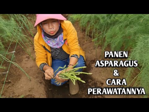 Video: Sahabat Tanaman Asparagus: Apa Sahabat Baik Untuk Asparagus