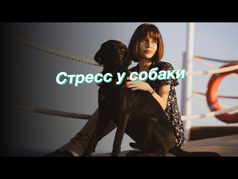 Стресс у собаки