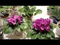 3 Simple Tips That Makes African Violets to Have Full Hat Bloom (For Lazy and Busy People)