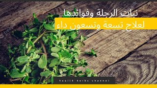 نبات البقله أوالرجلة وفوائده لعلاج الكثير من الأمراض