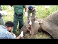 Silent suffering! Relieving the Misery of a Mouth-Injured Elephant through Proper Treatments