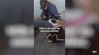 Meet Milly! | Marley's Mutts
