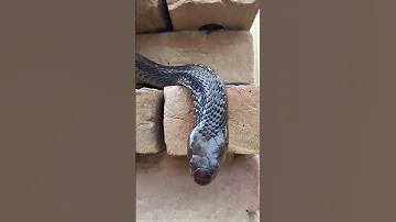 Black Cobra Snake New Short Naag Jogi 