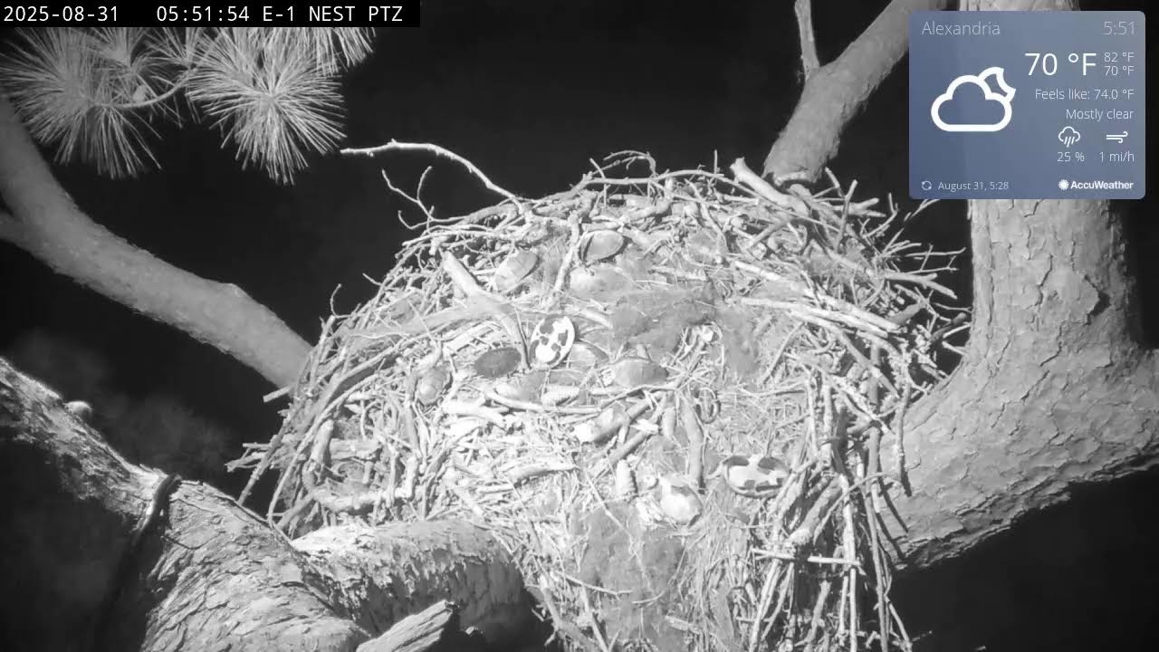 Kisatchie National Forest Bald Eagle Cam nests are over 100 feet off the ground in the tops of Loblolly Pine trees near the shore of Kincaid Lake, Evangeline Unit, Calcasieu Ranger District, Kisatchie National Forest, Rapides Parish, central Louisiana. 

Nest E-1 is located in the Kincaid Lake Recreation Area. The nest was used by the same pair from at least 2002 until late 2019. During those years that female began laying eggs in early February and the young fledged by early to mid-June. That pair averaged two chicks per year through 2013.  

In 2013 the nest was apparently abandoned for an alternate nest on the lake.   However, the pair continued to occasionally perch on the nest until it began to deteriorate in January 2016.  Within 5 months it completely fell out of the tree. After this, the pair quickly rebuilt in their original nest location and once again began taking up residence, but never laid an egg.
 
In late 2019, early 2020, a different newly mature pair of eagles took over the nest, built it up, but did not lay eggs. These birds returned to the nest the next breeding season and in mid-January 2021, laid their first egg. This pair was christened Louis and Anna and fledged young in 2021, 2022, and 2023. In December 2023, Anna laid an egg but on December 31 she succumbed to a mysterious illness and died. 

Chaos ensued following Anna’s death, with several male and female eagles jockeying for possession of the nest. Louis left, Anna’s egg did not hatch, and a new pair was formed and secured the nest and territory. In 2025, the nest was built up, but no eggs were laid. When an egg is laid the new pair will be christened Louis II and Anna II, in the manner of kings and queens.