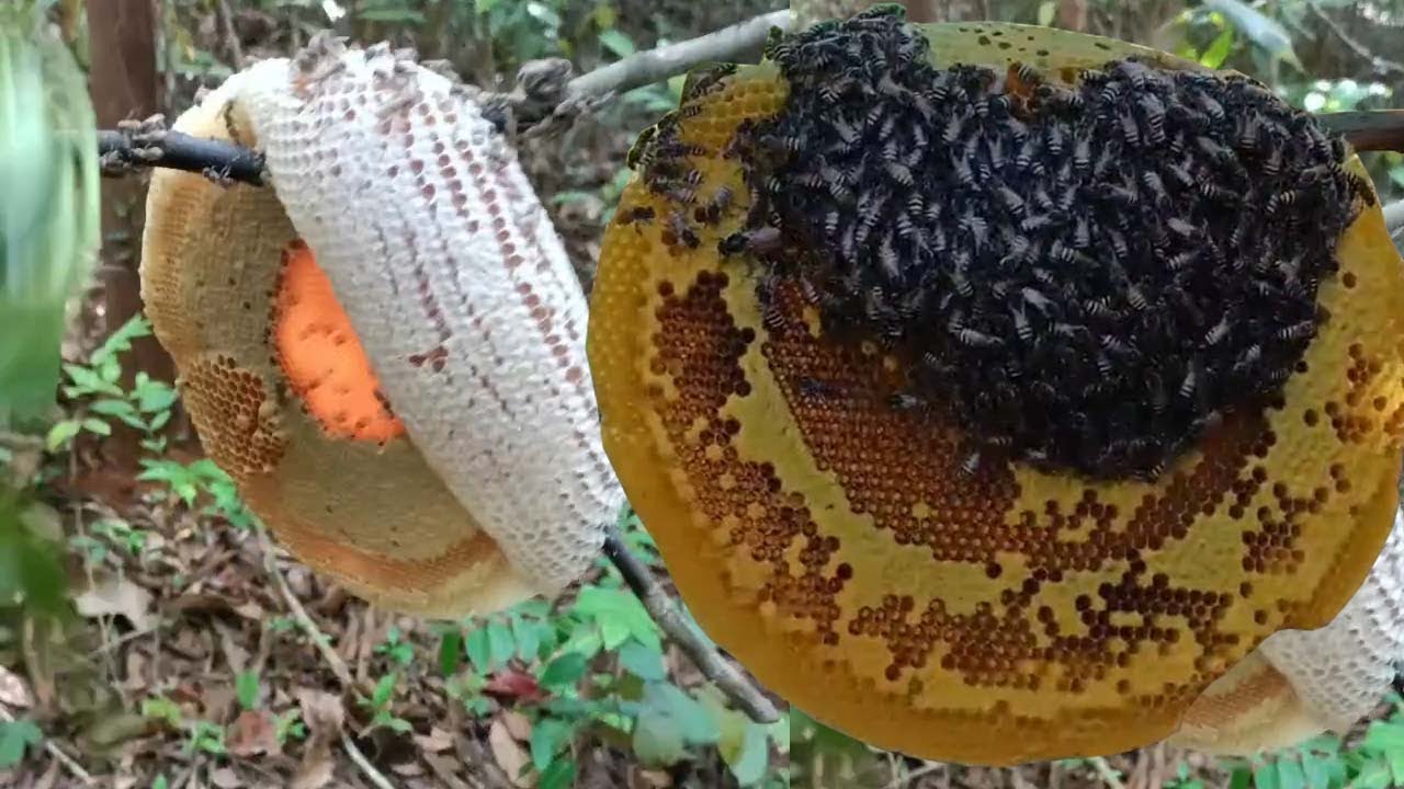 Survival in the rainforest: There are so many bees in the rainforest ...