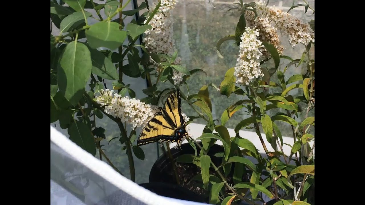 Tiger Swallowtail Female Lays Eggs YouTube