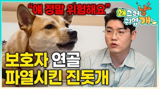 '이 개는 정말 무는 개입니다 위험해요!' 가족에게는 언제나 착한 강아지이지만 외부인에게는 거침없이 이빨을 드러내는 진돗개│#왜그러냥귀엽개