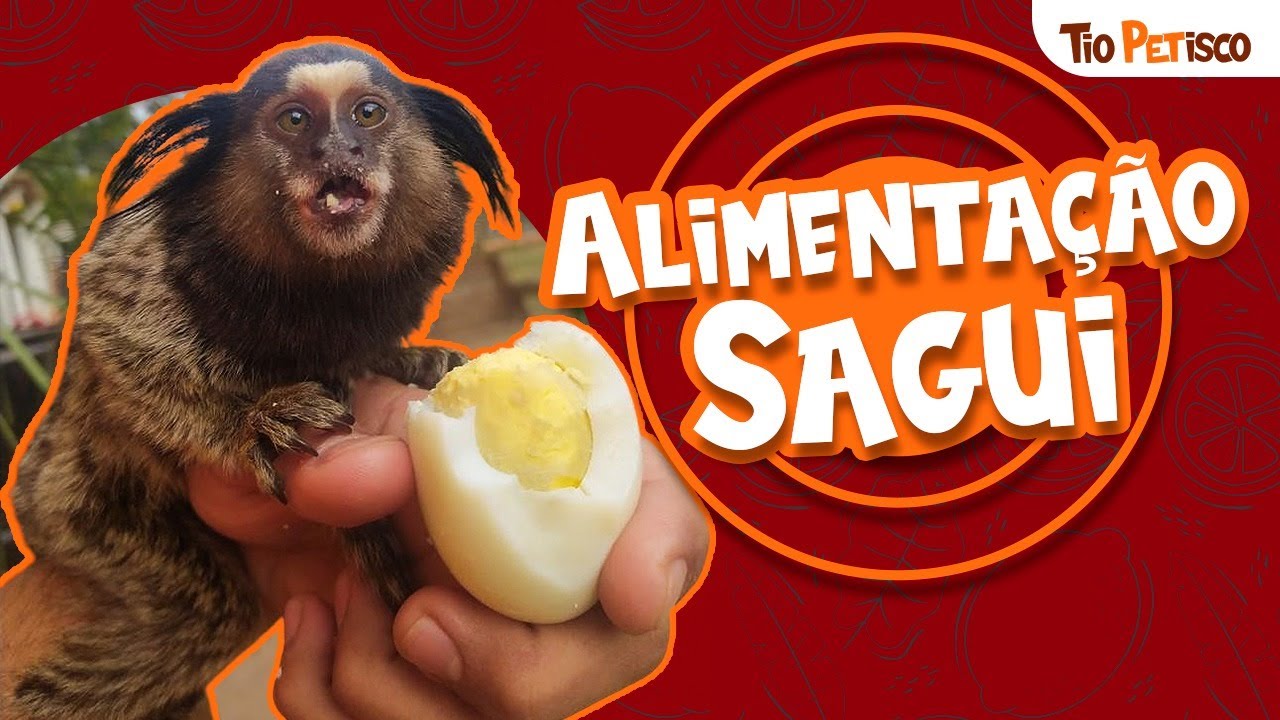 Macaco sagui: características e alimentação