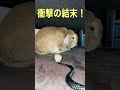 衝撃!うさぎVSコブラ