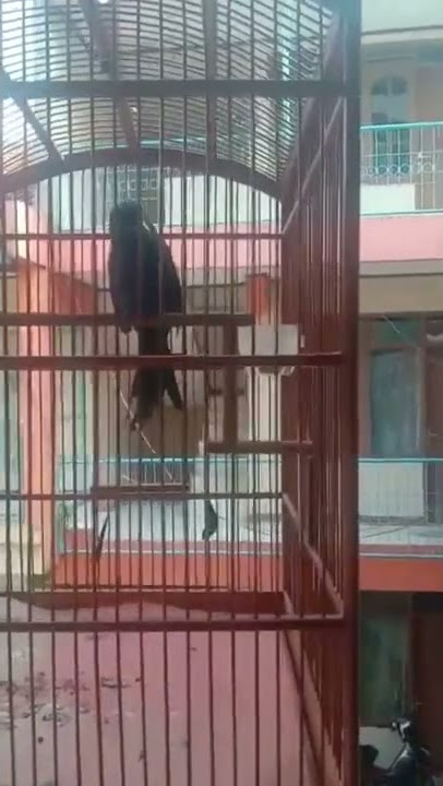 BURUNG SRI GUNTING RASA KUCING GARONG #sorts