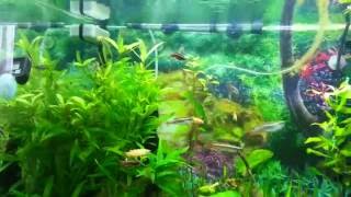 Hi guys one of my female wcmm is heavily pregnant and its made all the
males a little mental following her about you will recognise she huge.
are...