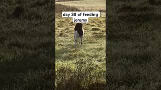 day 38 of feeding Jeremy everday || #feedingjeremy #goat #like #farm