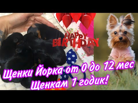 ЩЕНКИ ЙОРКА ОТ 0 до 12 мес| Щенкам уже 1 годик! Йоркширские терьеры ❤️