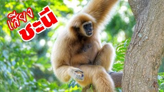 เสียงชะนีร้อง ผัวๆ gibbon call