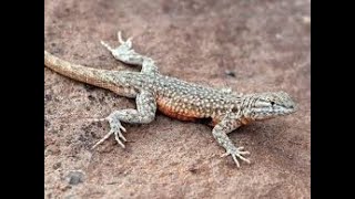 #NaraliQuieroSalir 'no lo vean :C' ok no entren si quieren  -3-