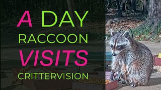 It's Daisy, the Day Raccoon Visiting the CritterVision Backyard!