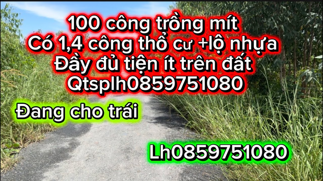 Một 100 công vườn mít indo đang cho trái thuận bình tỉnh Tây Ninh mới lh0859751080