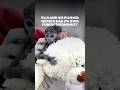 Punch 2.0? Yuji, a baby patas monkey in Mexico, finds comfort in a plushie dog