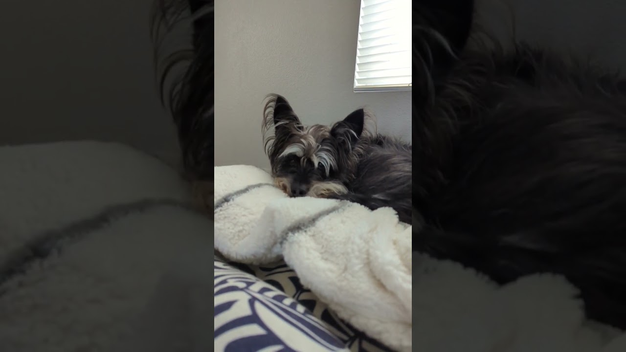 Rainy Day, no adventures for Benny  