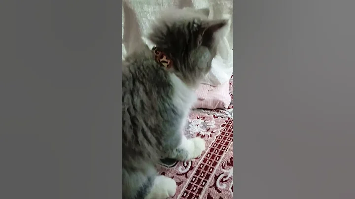 Watch the video about LOL Life Is Better With Cats Funny Cats Videos To Make Your Day 😺🤣🤣