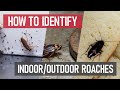 Identify &amp; Eliminate Common Roach Infestations [Indoor &amp; Outdoor Pest Control]