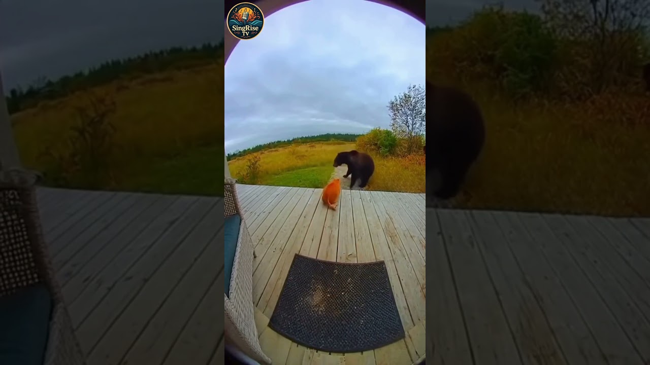 Brave Cat Faces Off with Bear on Porch (Caught on Ring Camera)