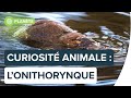 Top 5 des caractristiques les plus tranges de lornithorynque  futura