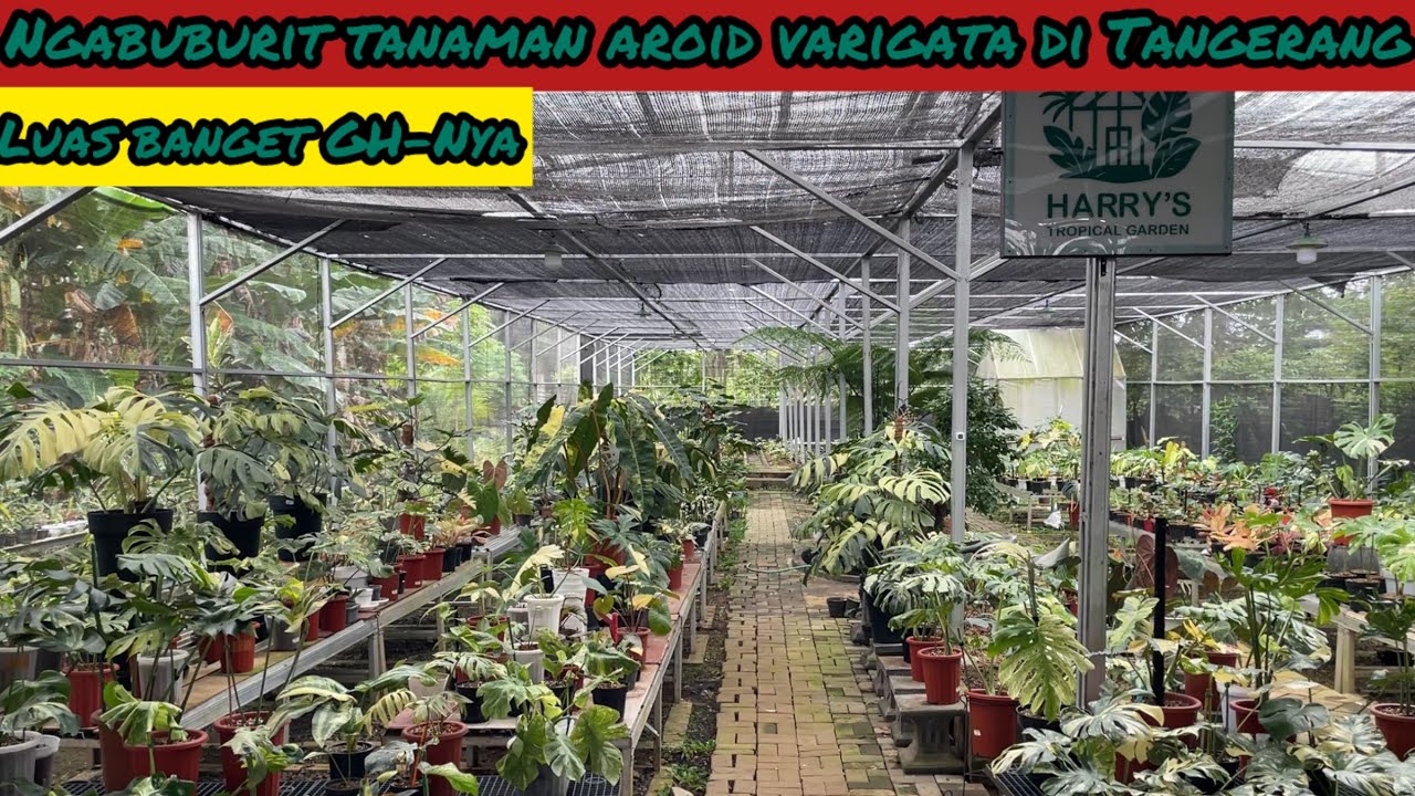 NGABUBURIT TANAMAN AROID VARIGATA DI TANGERANG⁉️ LUAS BANGET GH-NYA
