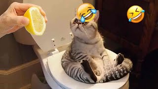 Best Funniest Cats 😹 - Don't try to hold back Laughter 😂 Funny Cats 2023 #113 by DT Pets 1,024 views 4 months ago 11 minutes, 53 seconds