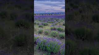 ??Lavender Fields ??#tbilisi #lavender #georgia #travel #nature #beauty #hualing #tbilisitravel