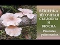 Вёшенка лёгочная съедобна и вкусна.