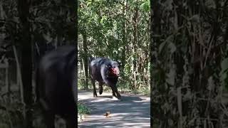 Sulthan Bull fast Running 