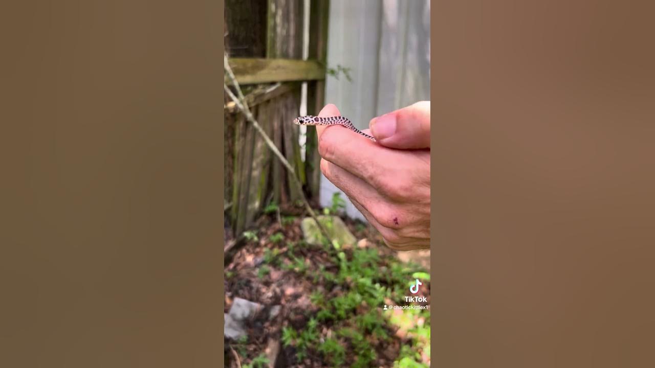 A Baby Snake! YouTube