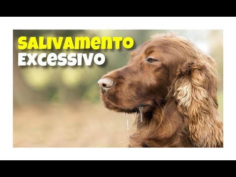 Vídeo: Como ensinar cães a atingir em quadros A