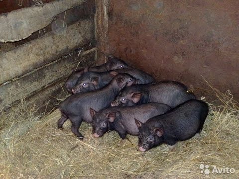 Купить Поросенка В Лнр Цена