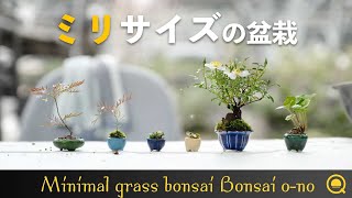 【豆草】極小！オオバコ・コモレビ草でミリサイズの盆栽を作ろう【盆栽Q】